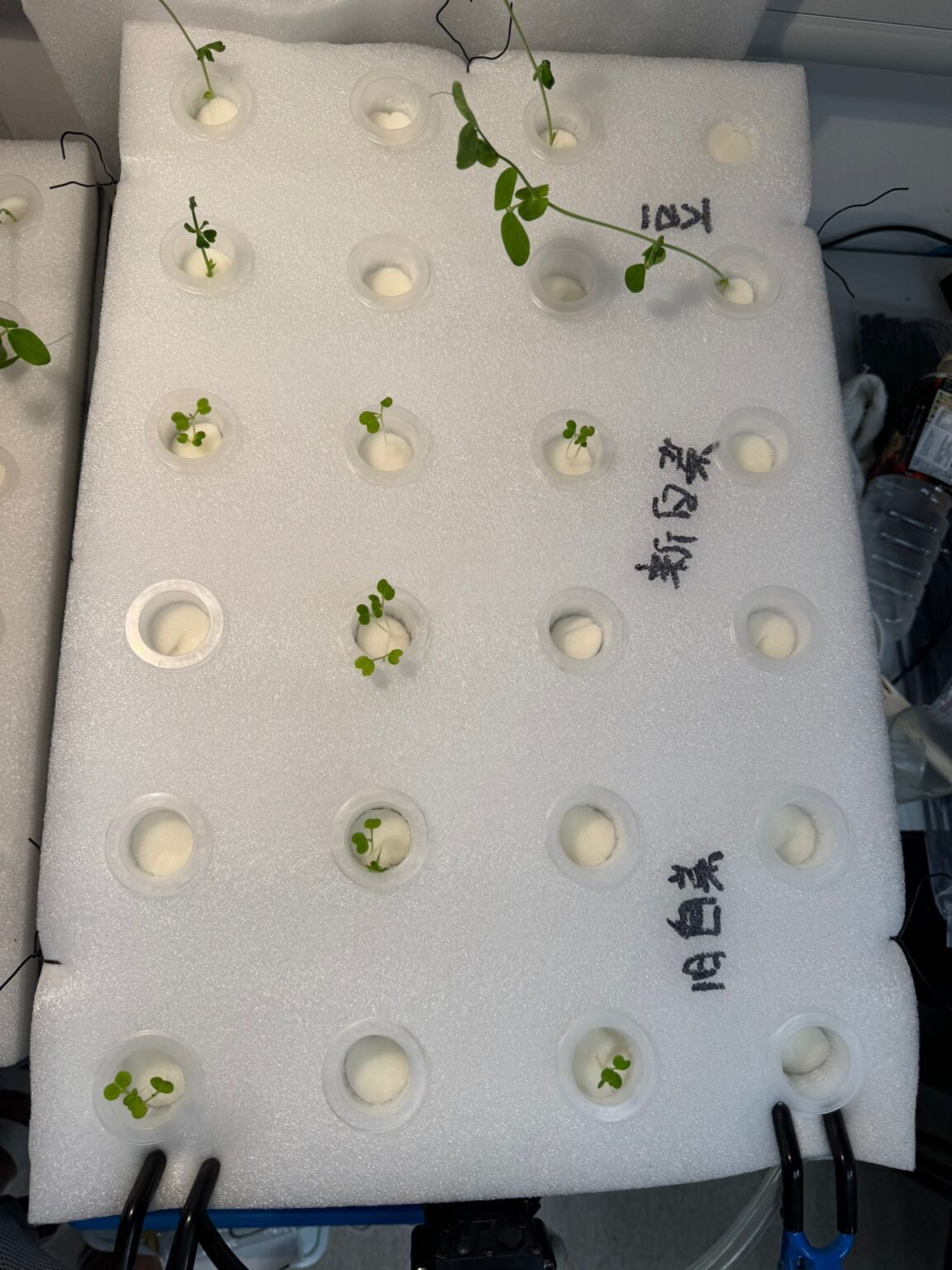 Student Project